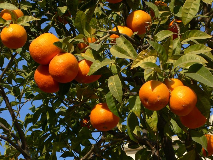 Olio essenziale di arancio - Linea Pure - Segreti Walser