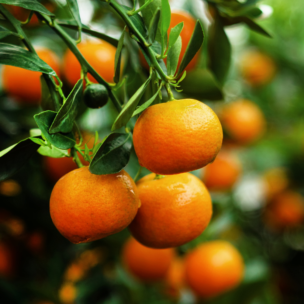 Olio essenziale di mandarino - Linea Pure - Segreti Walser